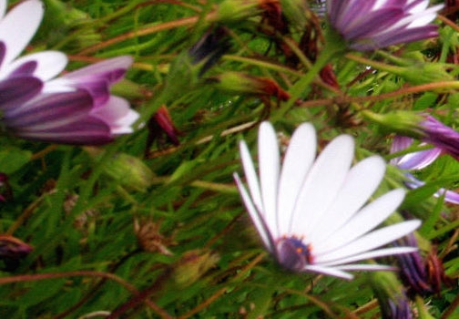 长期喝果蔬粉好不好