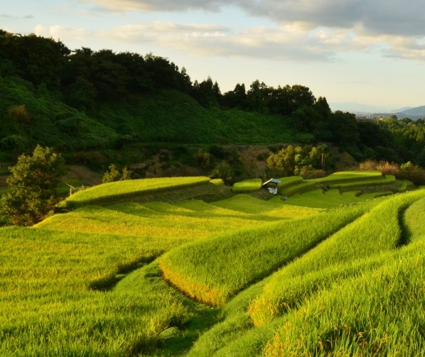 粉象生活安全可靠吗
