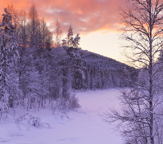 粉象生活瓜分现金是真的吗