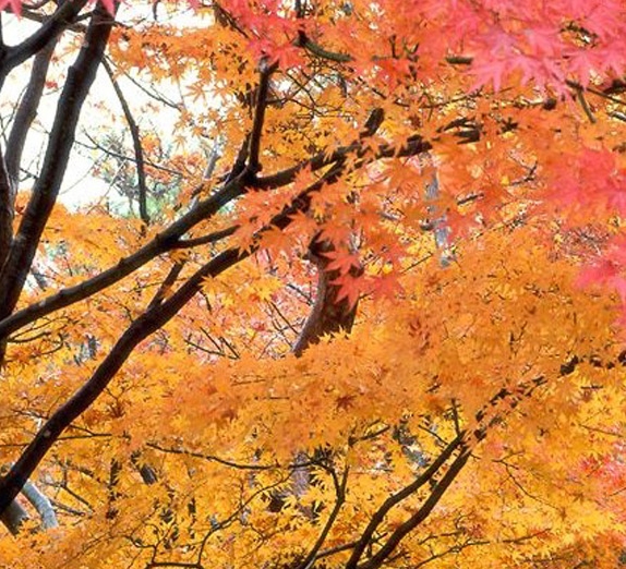 粉象打广告引人