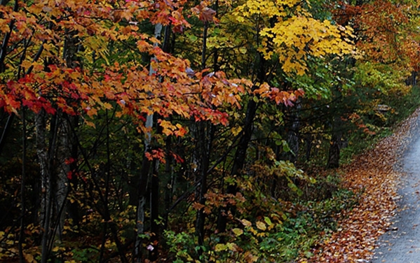 粉象生活发布会广告