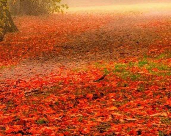 湖北运营粉象生活