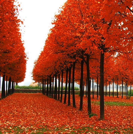 粉象生活天天领现金是真的吗