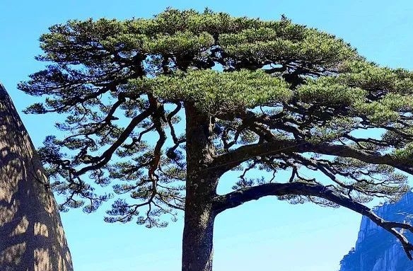 如何加入粉象生活推广