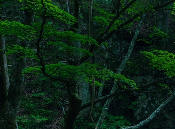 粉象生活 合法吗