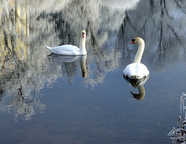 比粉象生活哪个好