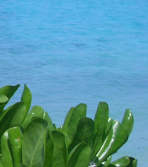 粉象生活能赚到钱吗