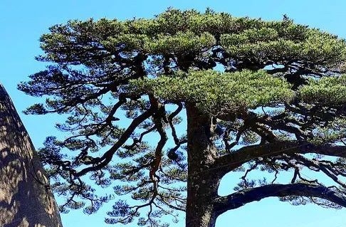 团队审核模式