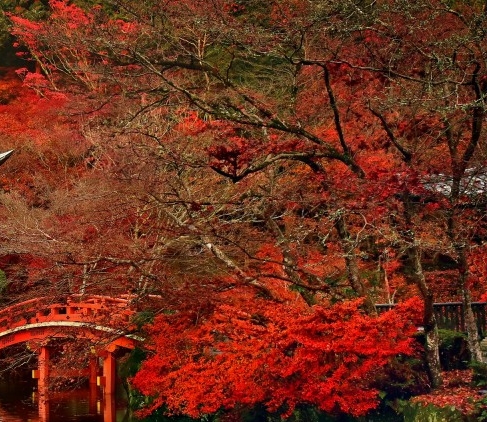 粉象生活手游攻略