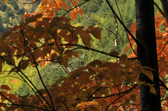 粉象生活苹果手机怎么用不了