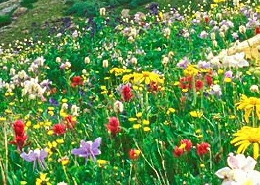 粉象生活我粉丝买的和上级