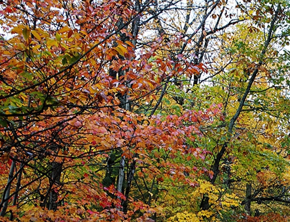 粉象生活怎么赚钱