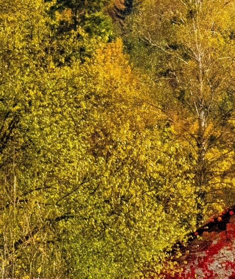 有没有类似于粉象生活的软件