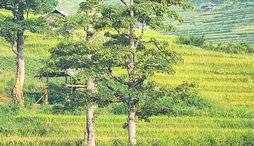 粉象生活下载