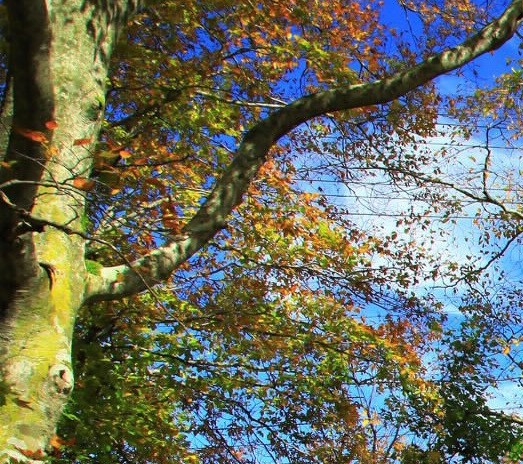 粉象生活赚佣金靠谱吗