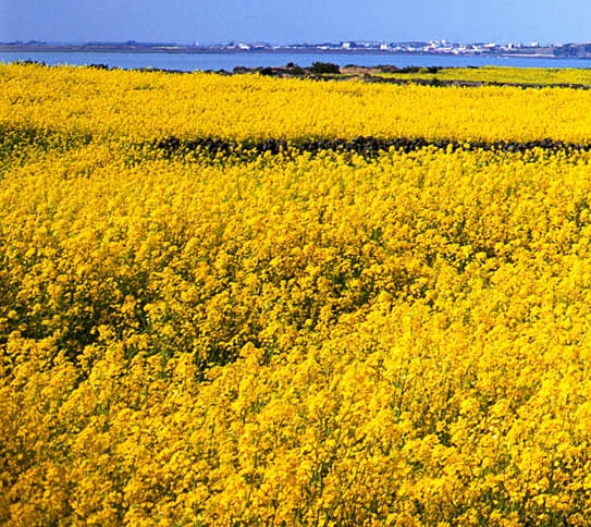 粉象生活购物红包
