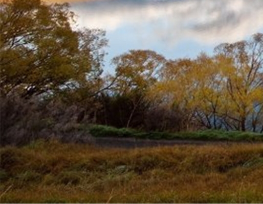 粉象生活推广文案