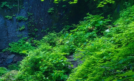 粉象生活api接口