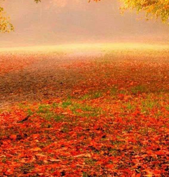 粉象生活怎么返利