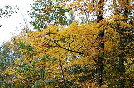 分成比例怎么算