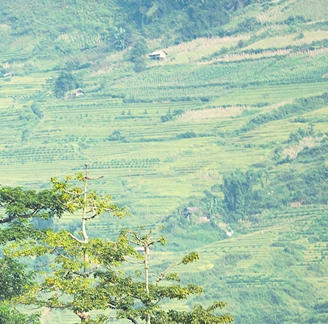 粉象啤酒俗称是什么