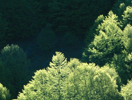 粉象生活哪里好