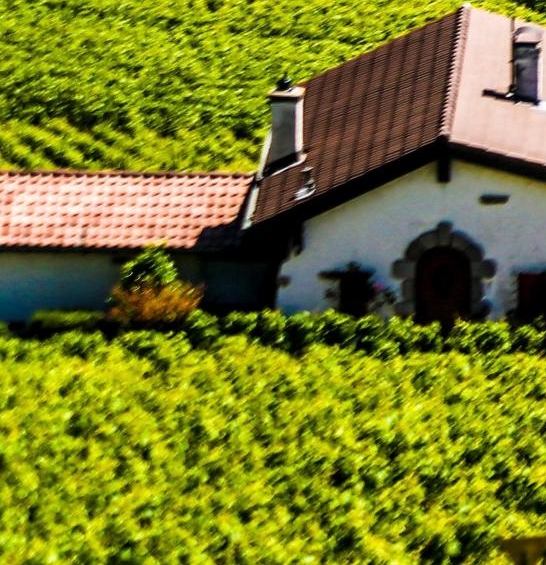 粉象生活能赚钱吗