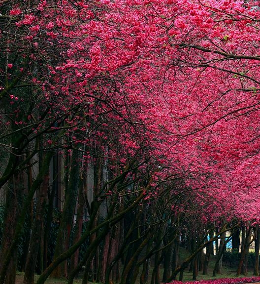 粉象生活真实情况