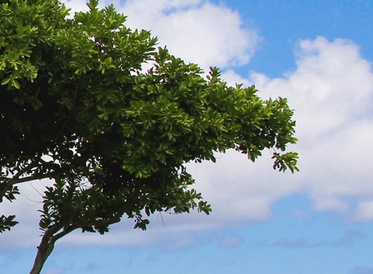 湖南低聚肽粉代理