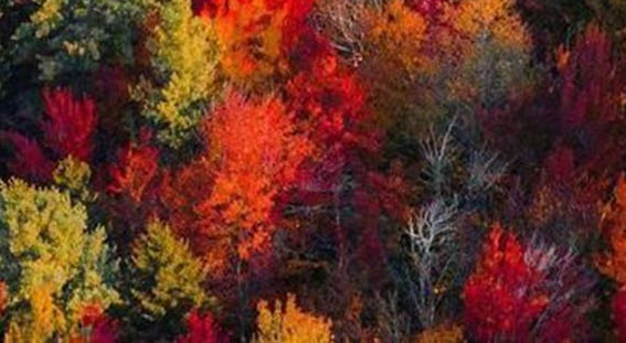 怎样申请粉象生活邀请码