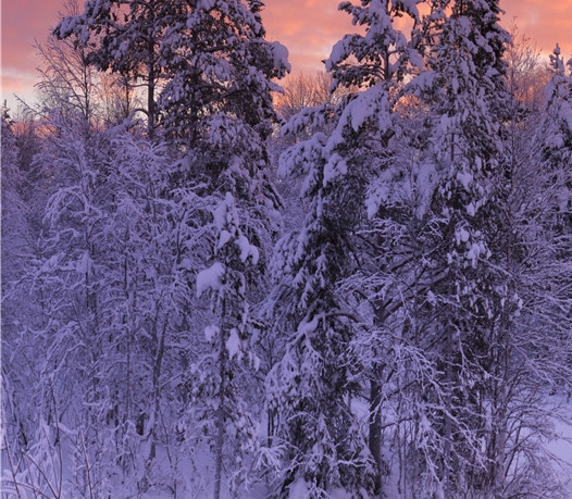 粉象生活的推广费