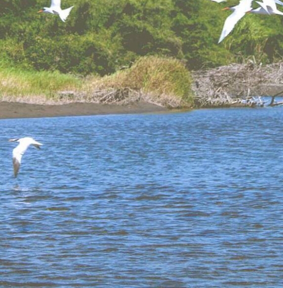 粉象生活能赚到钱吗