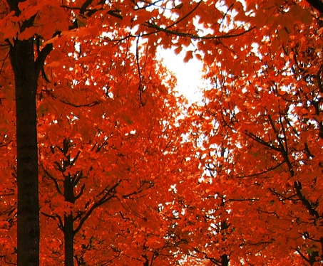 粉象生活怎么赚钱的