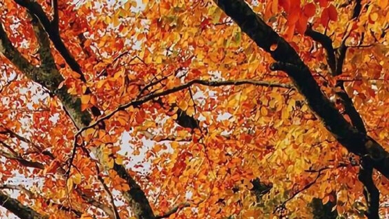 粉象生活怎么发现优惠券