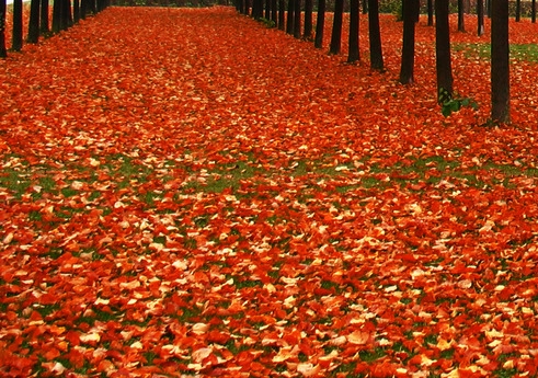 怎么加入粉象生活团队