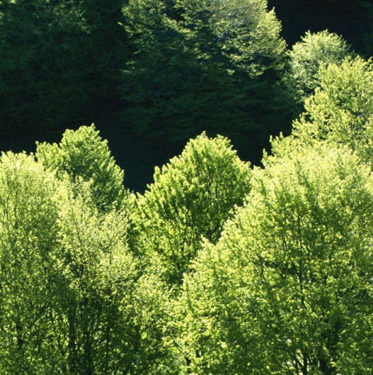 粉象生活升级后大概几天才看到收入