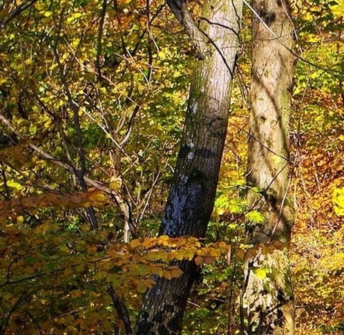 买手妈妈和粉象生活哪个好