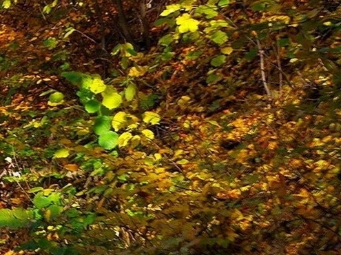 粉象生活怎么推广引流加粉丝