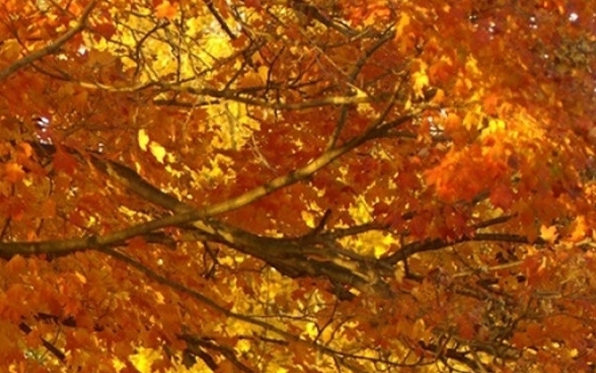 粉象社交电商cps