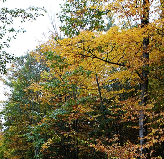 粉象生活怎么用淘宝