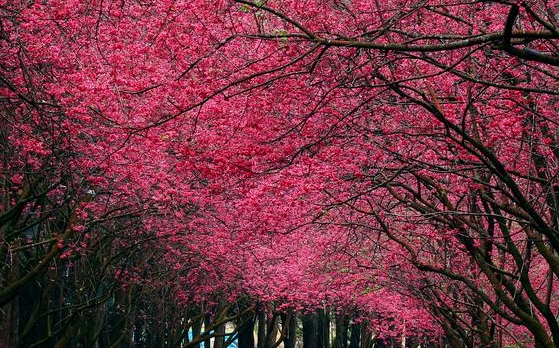 粉象生活邀请码