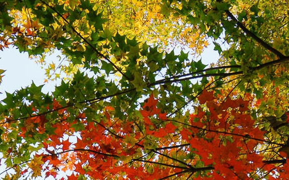 新手粉象生活怎么赚钱