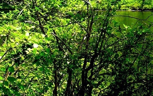 delirium深粉象啤酒