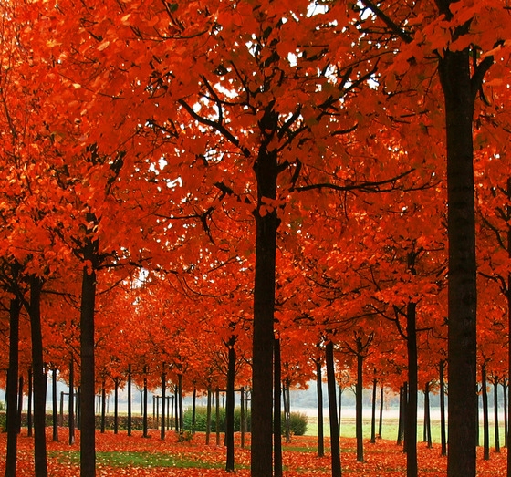 粉象生活邀请码可以改吗