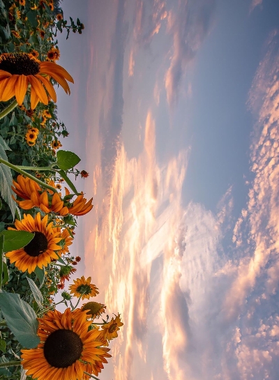 粉象生活可以赚钱吗