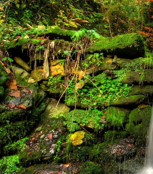 粉象生活收益分成比例