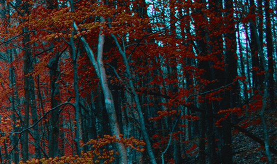 粉象生活如何成为主播