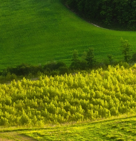 粉象生活下载app