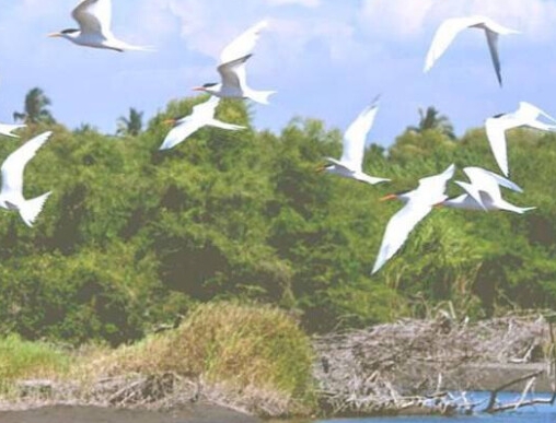 粉象生活app一官方码559252