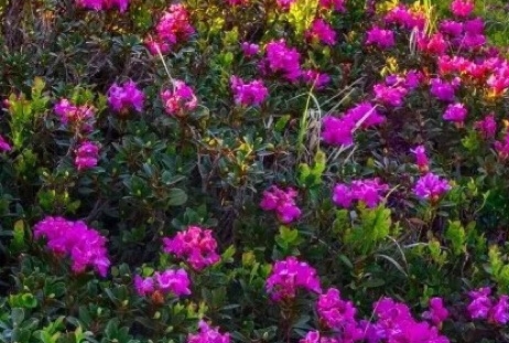 粉象生活怎样招粉丝